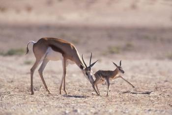 Springbok Mother Helps Newborn, Kalahari Gemsbok National Park, South Africa | Obraz na stenu