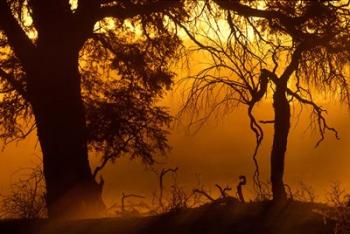 Dust Hanging in Air, Auob River Bed, Kgalagadi Transfrontier Park, South Africa | Obraz na stenu