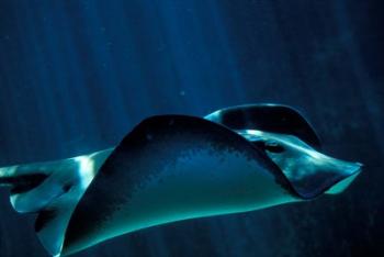 Short-Tailed Sting Ray, Two Oceans Aquarium, Cape Town, South Africa | Obraz na stenu