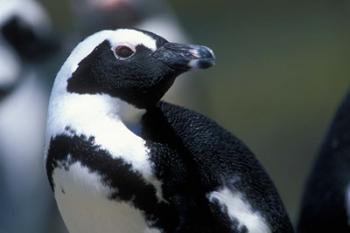 Close up of African Penguin | Obraz na stenu