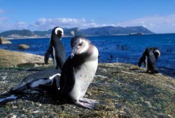 South Africa, Simon's Town, Jackass Penguin, coastline | Obraz na stenu