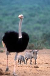 Warthog & offspring, Addo National Park, South Africa | Obraz na stenu