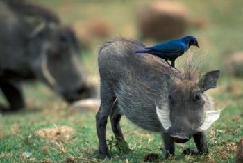 Warthog and Blue-Eared Starling, Pilanesburg Gr, South Africa | Obraz na stenu