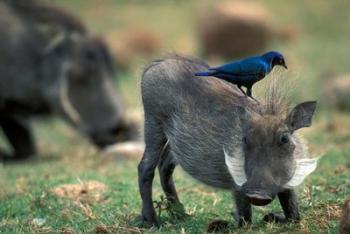 Warthog and Blue-Eared Starling, Pilanesburg Gr, South Africa | Obraz na stenu