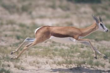 Springbok Running Through Desert, Kgalagadi Transfrontier Park, South Africa | Obraz na stenu