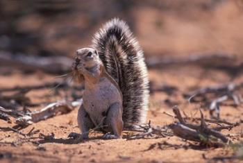 Squirrel | Obraz na stenu