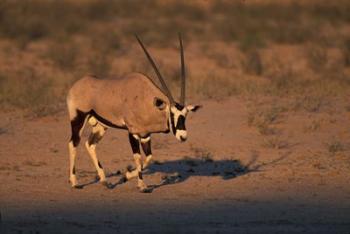 South Africa, Kalahari Desert, Gemsbok wildlife | Obraz na stenu