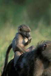 South Africa, Kruger NP, Chacma Baboon troop in grass | Obraz na stenu