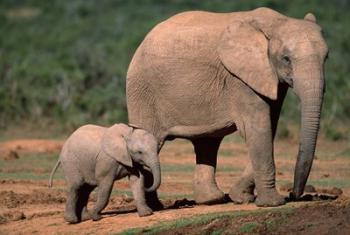 South Africa, Addo Elephant NP, Baby Elephant | Obraz na stenu