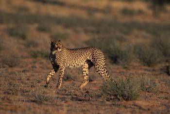 South Africa, Kgalagadi Transfrontier Park, Cheetah | Obraz na stenu