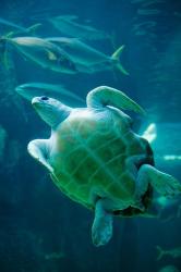 South Africa, Cape Town, Leatherback Turtle, Aquarium | Obraz na stenu