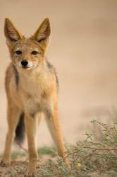 South Africa, Kalahari, Black Backed Jackal wildlife | Obraz na stenu