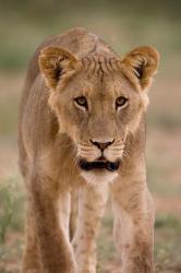 South Africa, Kgalagadi, Kalahari Desert, Lion | Obraz na stenu