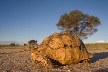 South Africa, Leopard Tortoise, Kalahari Desert | Obraz na stenu