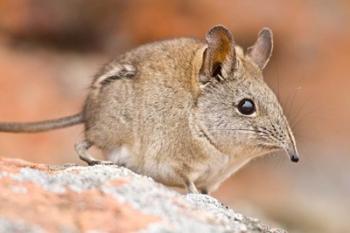 Cape Elephant Shrew, Bushmans Kloof, South Africa | Obraz na stenu