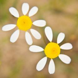 Flowers in Western Cape NP, South Africa. | Obraz na stenu