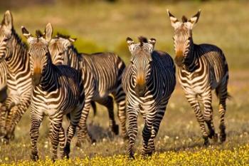 Cape Mountain Zebra, Bushmans Kloof, South Africa | Obraz na stenu