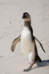 African Penguin, Boulders beach, South Africa | Obraz na stenu