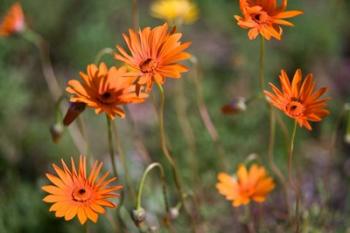 Orange Flowers, Kirstenbosch Gardens, South Africa | Obraz na stenu