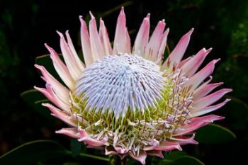 Flowers, Kirstenbosch Gardens, South Africa | Obraz na stenu
