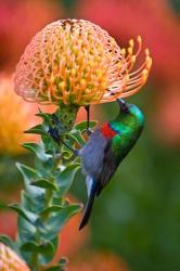 Double-collared Sunbird, South Africa-collared Sunbird, South Africa | Obraz na stenu