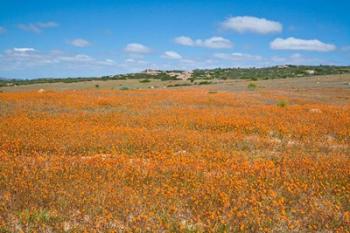 Field of Spring flowers, South Africa | Obraz na stenu