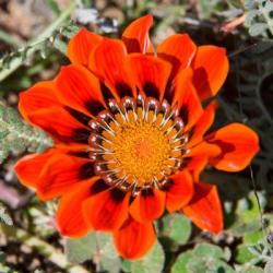 Close up of a Spring flower, South Africa | Obraz na stenu