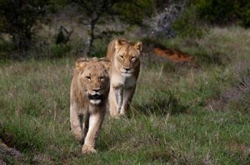 Lion, Kariega Game Reserve, South Africa | Obraz na stenu