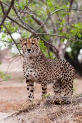 Cheetah, Kapama Game Reserve, South Africa | Obraz na stenu