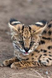 Serval Cat, Kapama Game Reserve, South Africa | Obraz na stenu