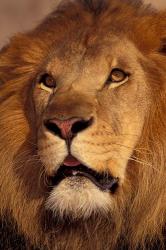 Closeup of a Male Lion, South Africa | Obraz na stenu