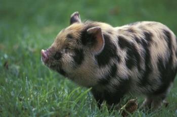 Domestic Farmyard Piglet, South Africa | Obraz na stenu