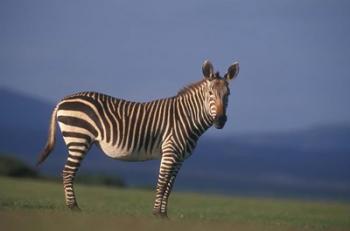 Rare Cape Mountain Zebra, South Africa | Obraz na stenu