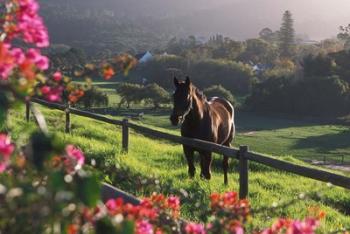 Constantia Winery, Cape Town, South Africa | Obraz na stenu