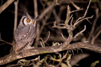 Spotted Eagle Owl, Mpumalanga, South Africa | Obraz na stenu
