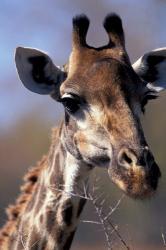 Close-up of Giraffe Feeding, South Africa | Obraz na stenu