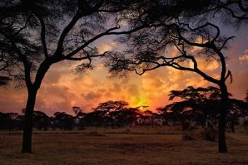 Acacia forest, sunset, Tarangire National Park, Tanzania | Obraz na stenu