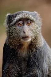 Blue Monkey, Tanzania | Obraz na stenu