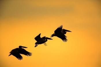 White Pelican birds, Lake Manyara National Park, Tanzania | Obraz na stenu