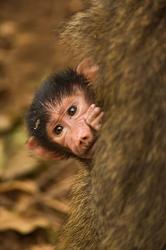 Olive Baboon primates, Lake Manyara NP, Tanzania | Obraz na stenu