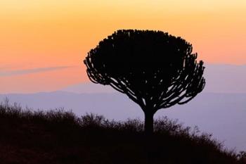 Candelabra Tree, sunrise, Ngorongoro Crater, Tanzania | Obraz na stenu