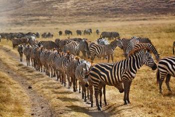 Burchell's Zebra waiting in line for dust bath, Ngorongoro Crater, Tanzania | Obraz na stenu