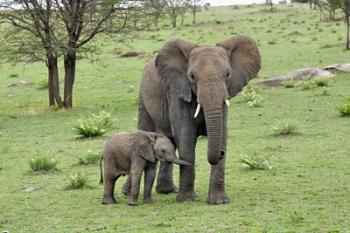 Female African Elephant with baby, Serengeti National Park, Tanzania | Obraz na stenu