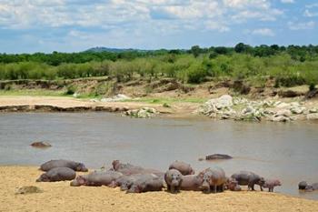 Hippopotamus, Mara River, Serengeti NP, Tanzania | Obraz na stenu
