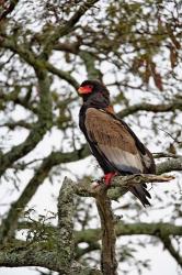 Bateleur, Serengeti National Park, Tanzania | Obraz na stenu