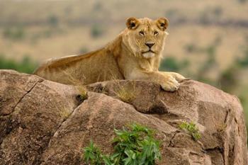 Lion, Serengeti National Park, Tanzania | Obraz na stenu