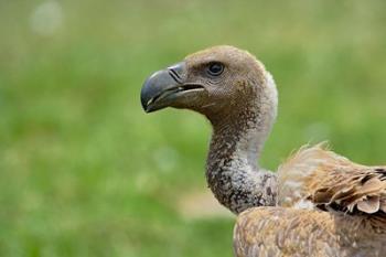 Ruppell's Vulture, Serengeti National Park, Tanzania | Obraz na stenu