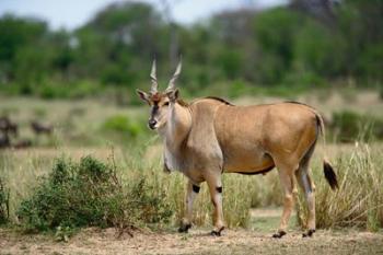 Giant Eland wildlife, Serengeti National Park, Tanzania | Obraz na stenu