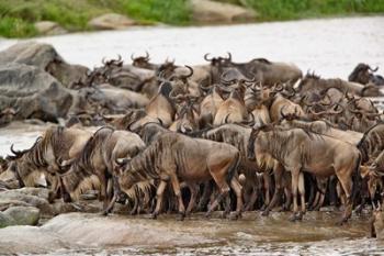 Wildebeest herd wildlife, Serengeti NP, Tanzania | Obraz na stenu