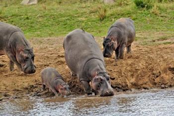 Hippopotamus, Serengeti National Park, Tanzania | Obraz na stenu